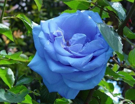 蓝色蔷薇花的花语是什么?